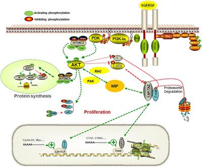 WIP, YAP/TAZ and Actin Connections Orchestrate Development and Transformation in the Central Nervous System